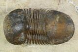 Bargain, Paralejurus Trilobite Fossil - Morocco #120067-3